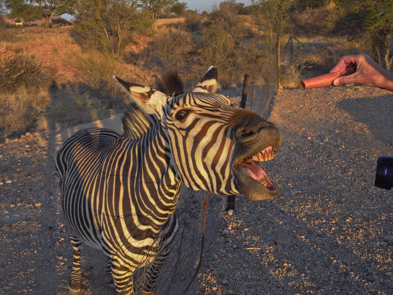 Zebra, Hammerstein Lodge